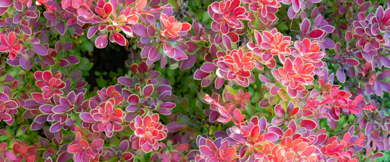 The Lavish Love of God