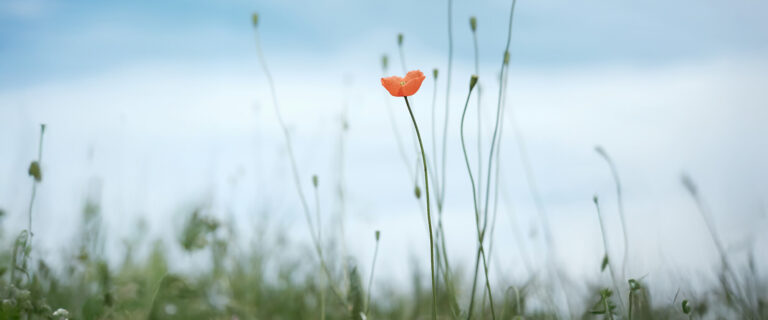 The Loneliness of Sin and Suffering